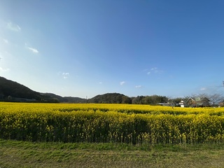 菜の花畑✿