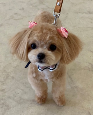 トリミング☆れあちゃん
