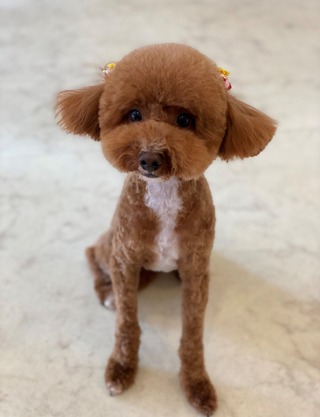 トリミング☆ミルぺロちゃん