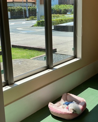 お昼寝中(-_-)zzz