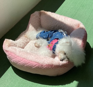お昼寝中(-_-)zzz