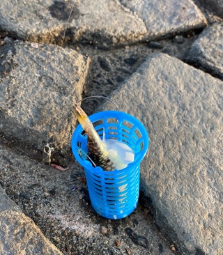 次回はハゼ釣りにチャレンジ(=ﾟωﾟ)ﾉ