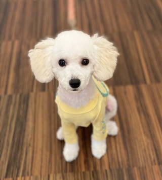 トリミング☆えだまめちゃん