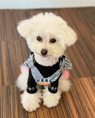 ３月のトリミングご予約状況☆