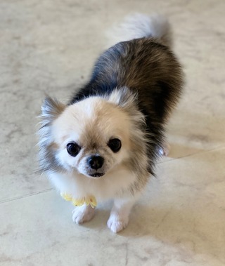 トリミング☆ベリーちゃん