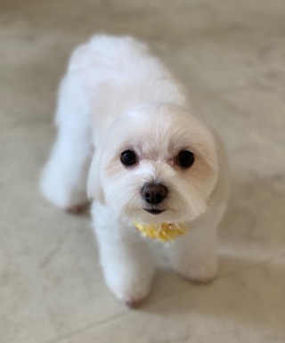 トリミング☆まるちゃん