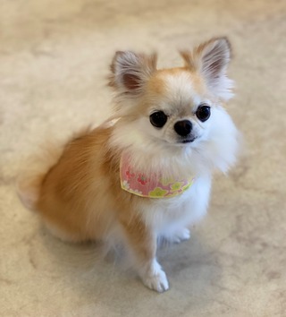 トリミング☆あまなちゃん