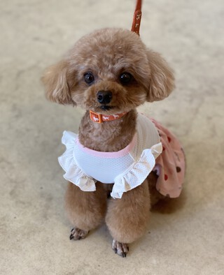 トリミング☆ちゃこちゃん