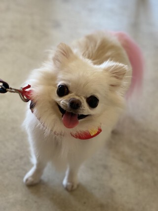 トリミング☆すももちゃん