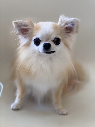 トリミング☆あまなちゃん