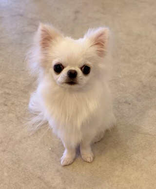 トリミング☆リアンちゃん
