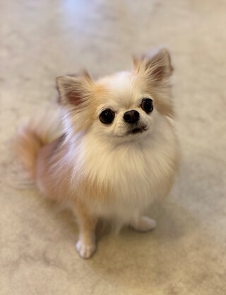 トリミング☆あまなちゃん