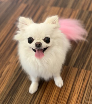 トリミング☆すももちゃん