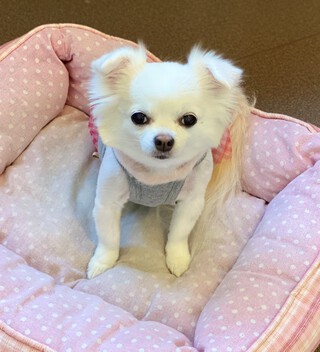 ペットホテル☆ななちゃん