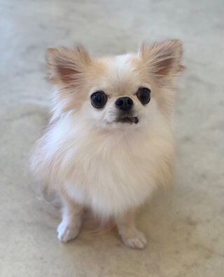 トリミング☆あまなちゃん
