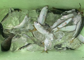 海釣り公園(/・ω・)/