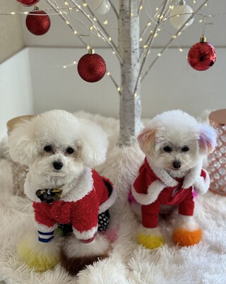 メリークリスマス(#^.^#)