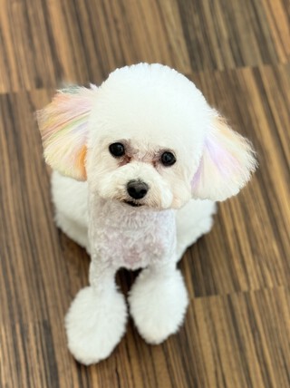 トリミング☆ルチアちゃん