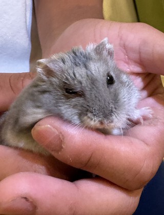ハム男くん怪我しました(T_T)