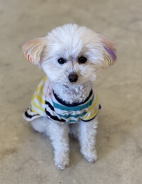 ４月のペットホテルご予約状況☆