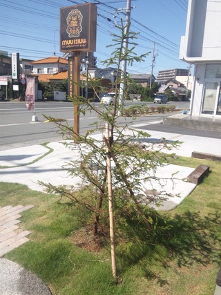 秋ですね。