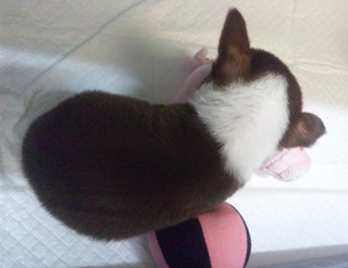 ちわわ君♡