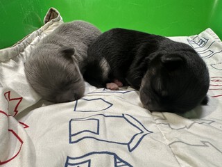 仔犬☆出産情報
