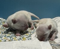 仔犬☆出産情報