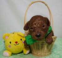 仔犬☆出産情報