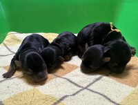 仔犬☆出産情報