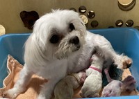 仔犬☆出産情報