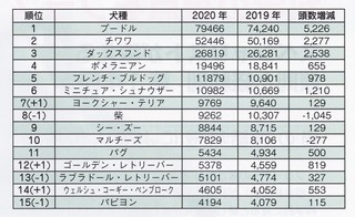 2020年犬種ランキング♪