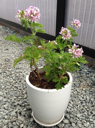 蚊を寄せ付けない花✾