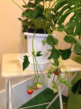 苺の鉢植え(^_-)