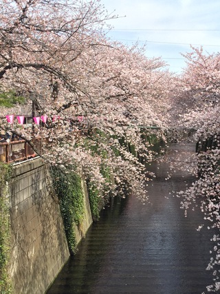 桜が綺麗(*´▽｀*)