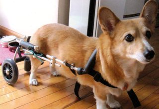 愛犬用車椅子「わんだふるウォーカー」