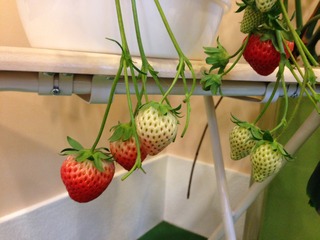 苺の鉢植え(^_-)