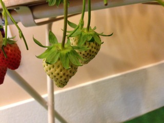 苺の鉢植え(^_-)