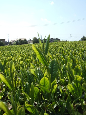 初摘み新茶
