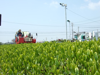 初摘み新茶