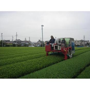 本日の茶畑