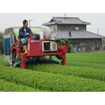 本日の茶畑
