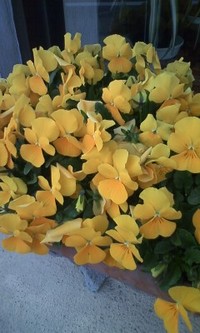 きれいな黄色だったので… 2010/02/25 14:59:29