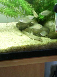 息子の水槽 2010/03/23 13:06:58