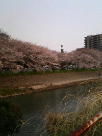 近所の桜スポット 2010/03/29 08:08:53