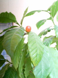 コーヒーの木より 2010/04/25 08:31:18