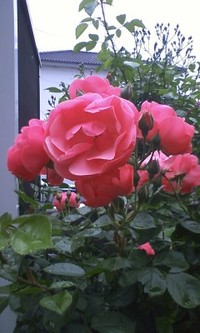 アンジェラ 2010/05/11 06:21:33