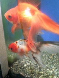 金魚たち 2010/05/26 08:40:07