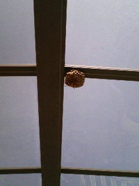カーポートに… 2010/08/31 18:15:13