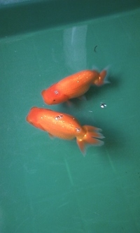 今日から仲間入り 2010/09/15 17:20:28